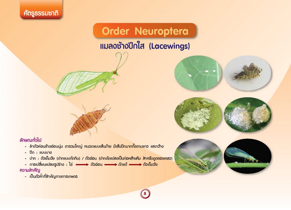 การจัดกลุ่มแมลงทางการเกษตร_page-0010