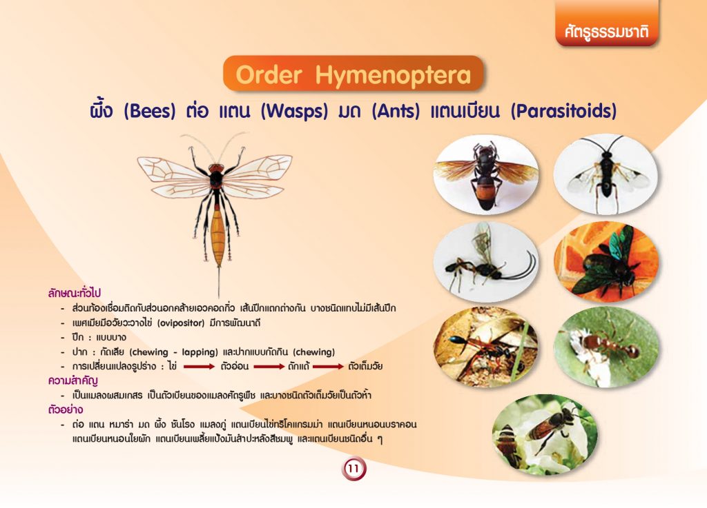 การจัดกลุ่มแมลงทางการเกษตร_page-0013