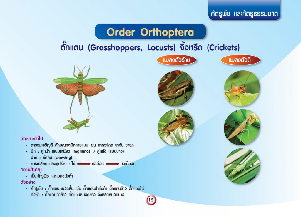 การจัดกลุ่มแมลงทางการเกษตร_page-0017
