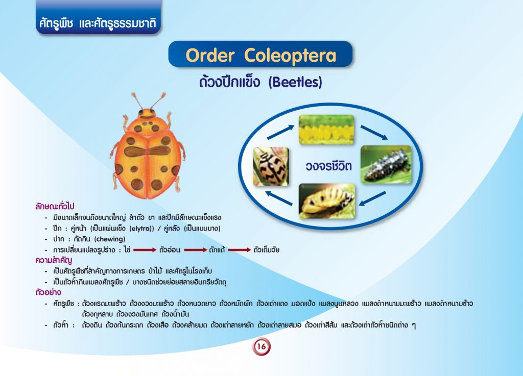 การจัดกลุ่มแมลงทางการเกษตร_page-0018