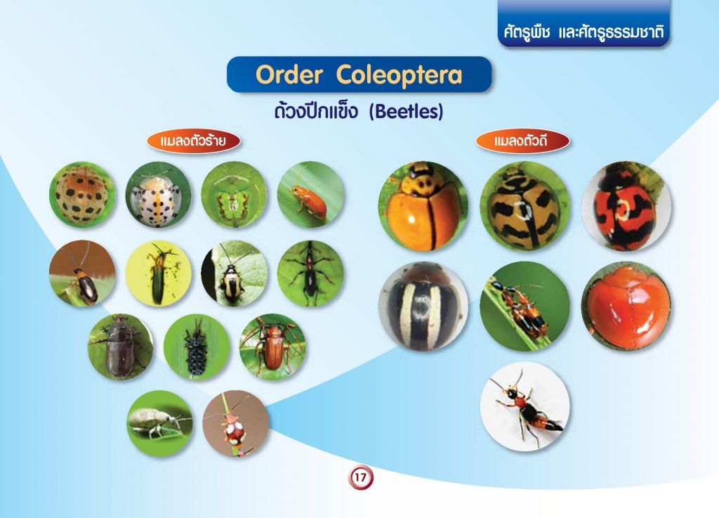 การจัดกลุ่มแมลงทางการเกษตร_page-0019