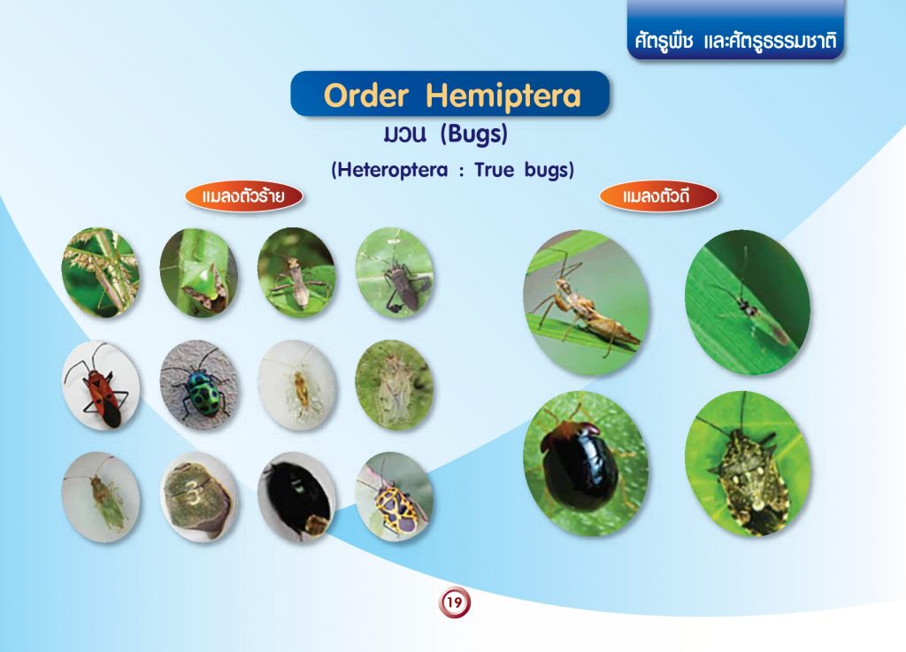 การจัดกลุ่มแมลงทางการเกษตร_page-0021