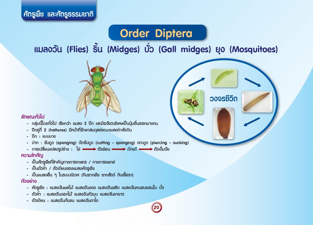 การจัดกลุ่มแมลงทางการเกษตร_page-0022