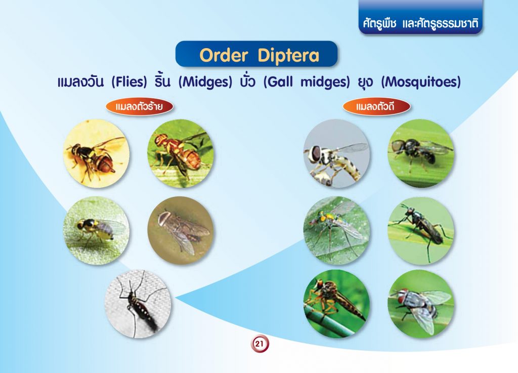 การจัดกลุ่มแมลงทางการเกษตร_page-0023
