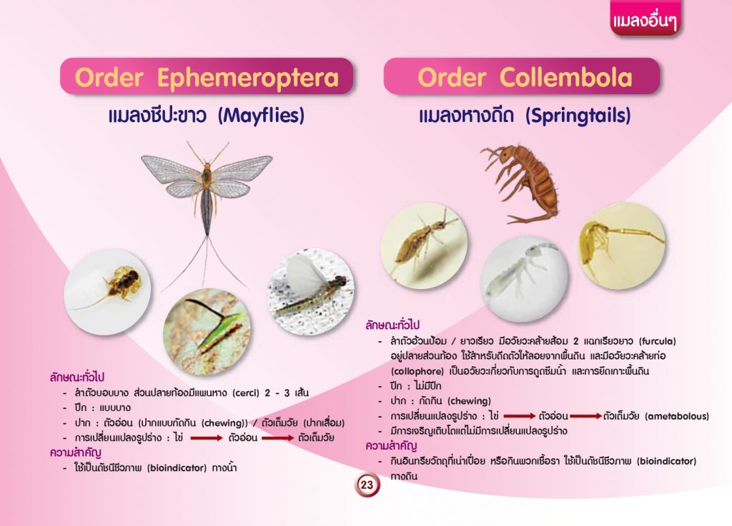 การจัดกลุ่มแมลงทางการเกษตร_page-0025
